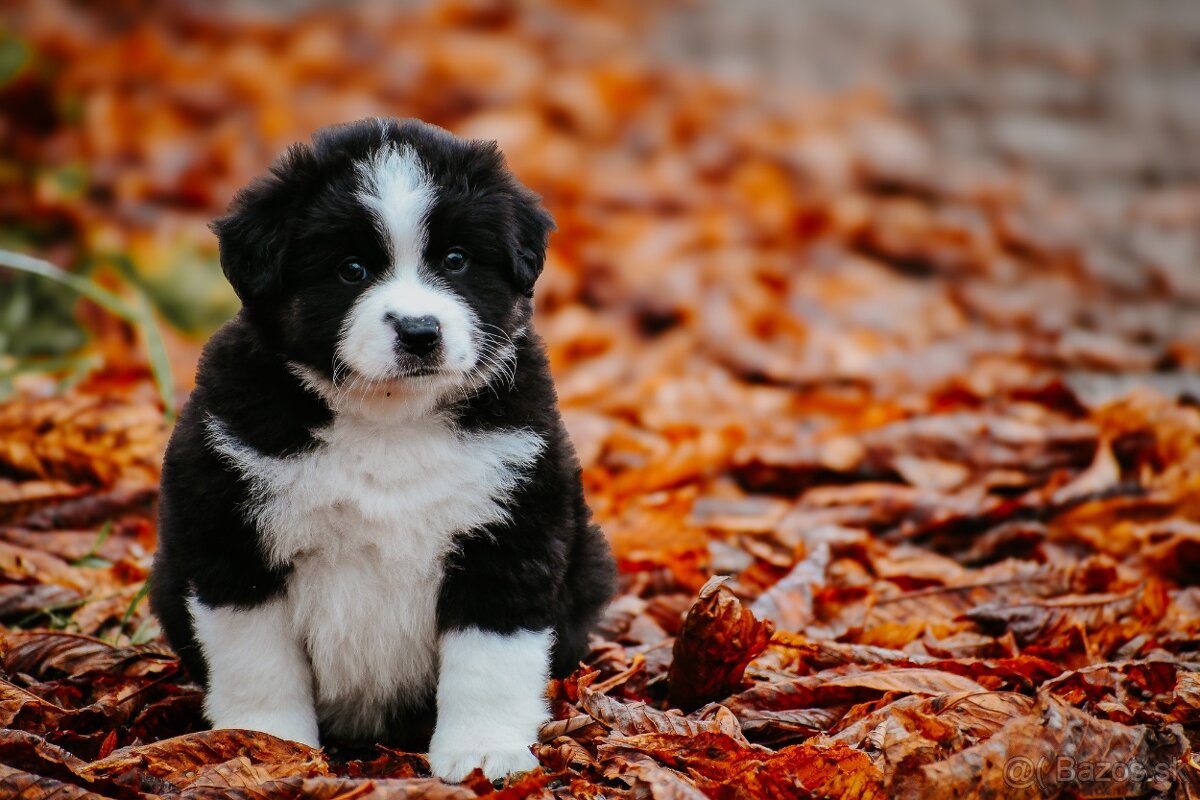 Miniatúrny americký ovčiak - 7