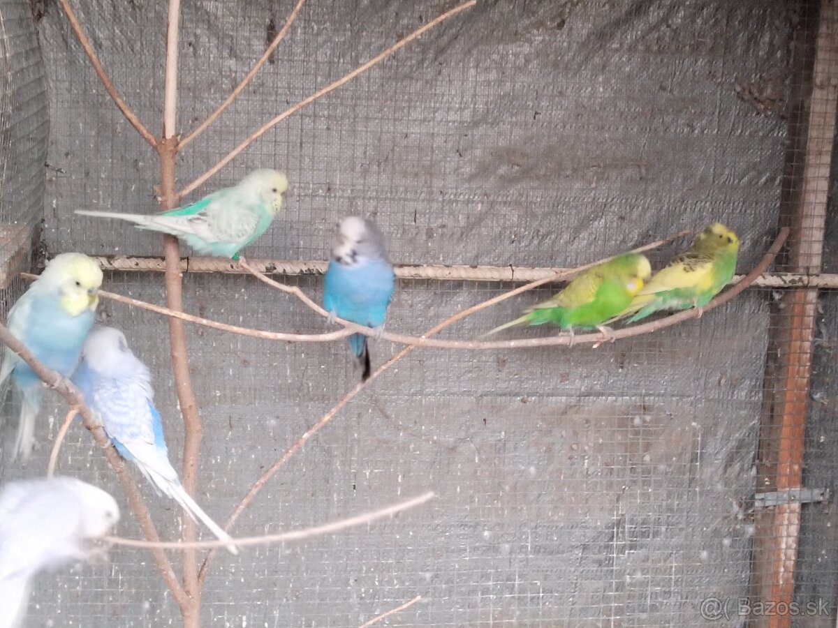 Predám vtáctvo - 7