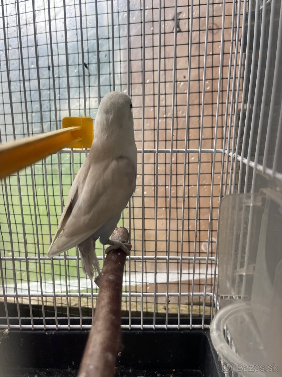 Agapornis fisher - 7