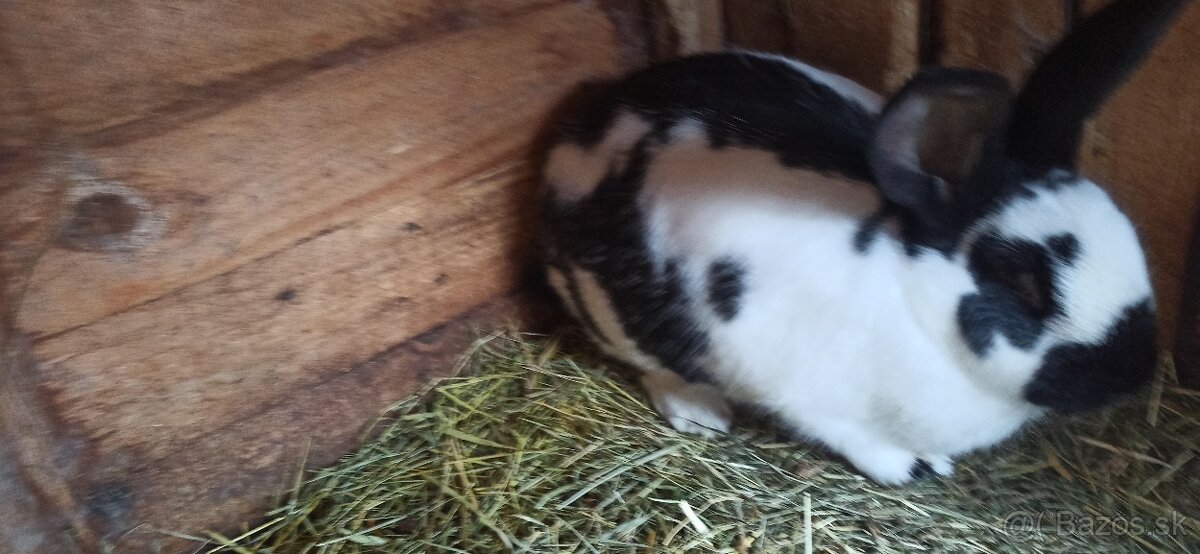 Predám králiky 2 samice - 7