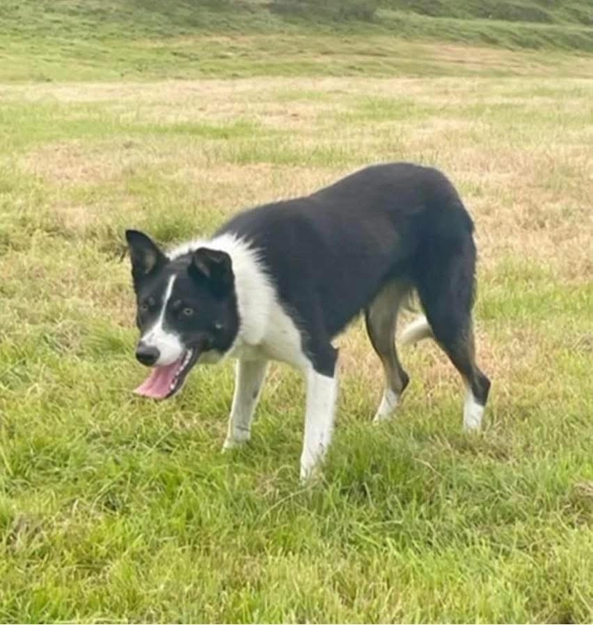 Border kólia s PP - 7