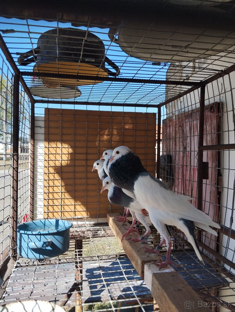 Predám holuby - 7