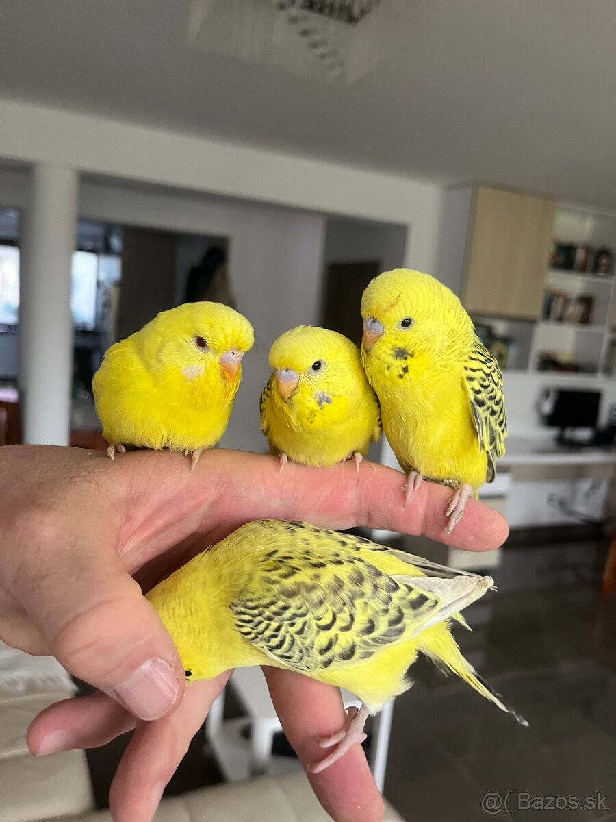 Andulka TCB Maznačik - 7