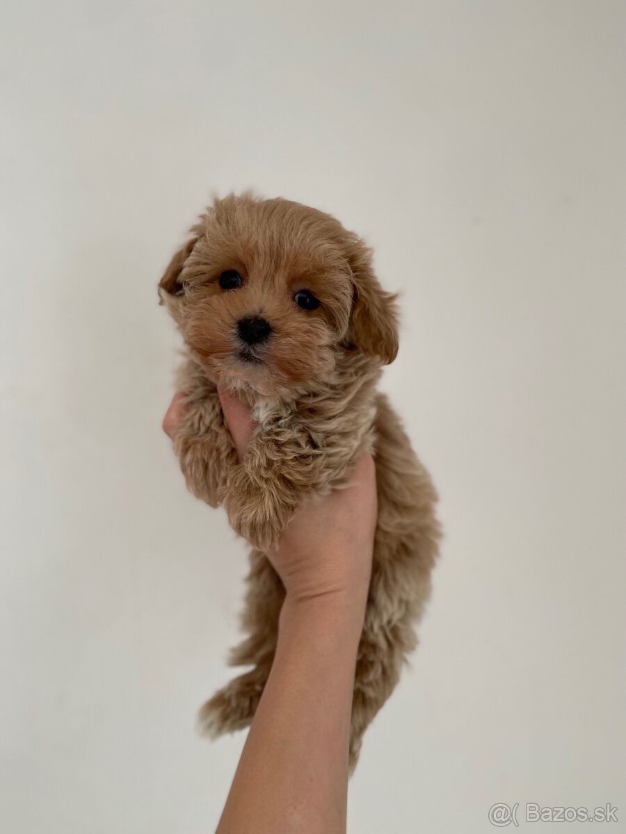 Extra mini toy Maltipoo Pudel - 7