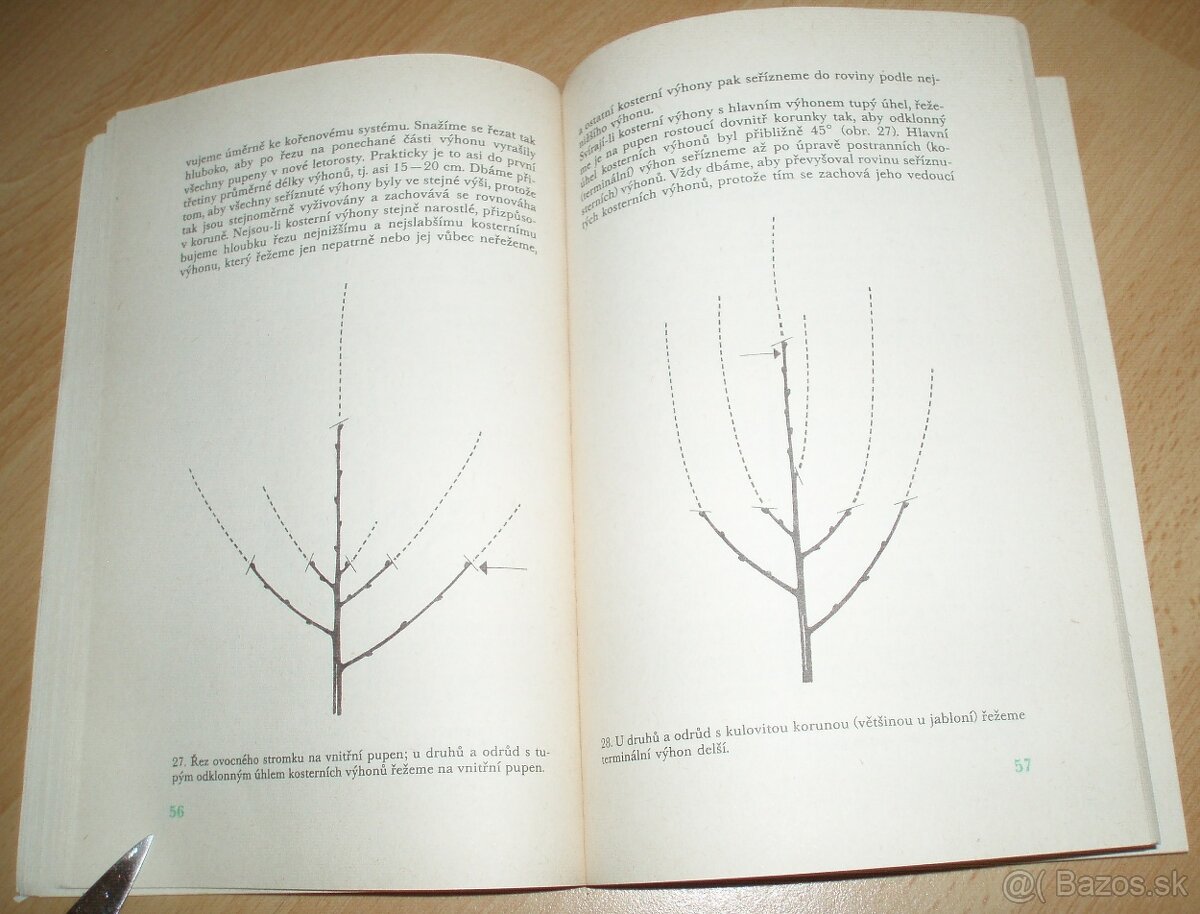 Řez ovoných dřevin - 7