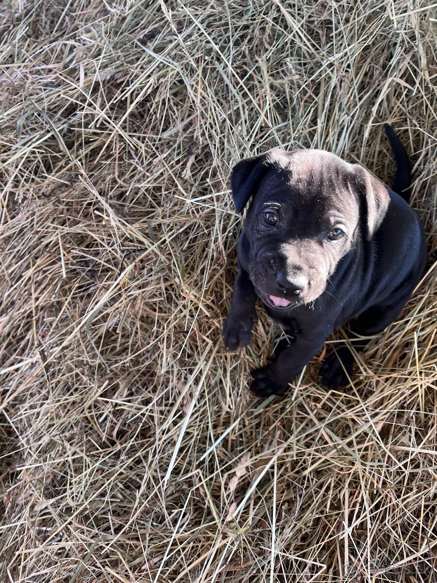 Darujem steniatka - 7