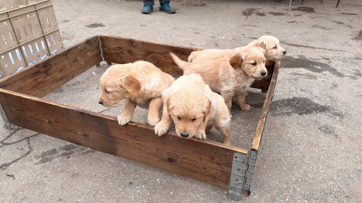 Zlatý retriever - 7