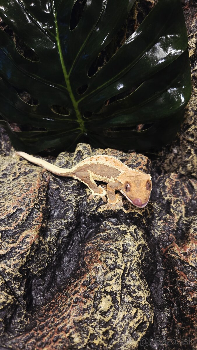 pagekón riasnatý - 7