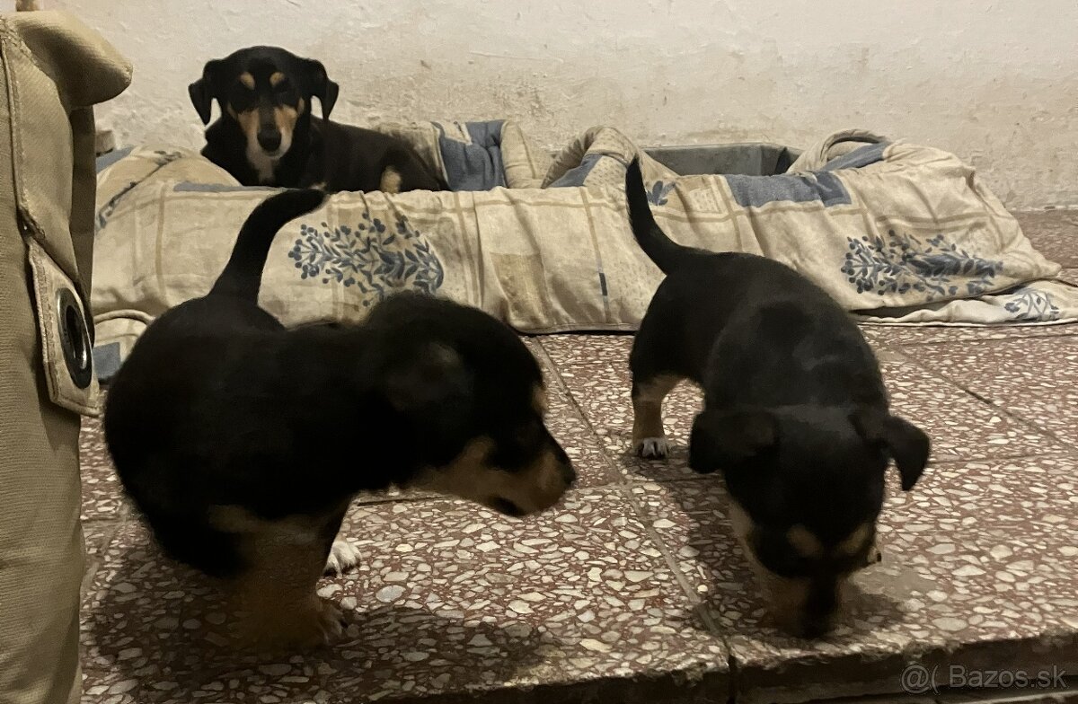 Krížený Juck Russel terier vs Jazvečík - 7