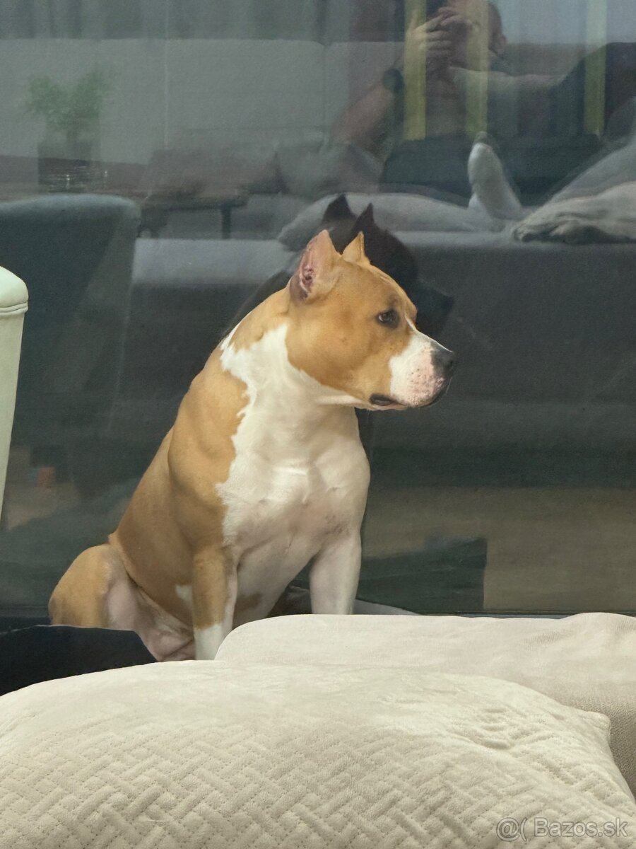 Americký Stafordšírsky teriér s PP 🐾🩷🩵🐶 - 7