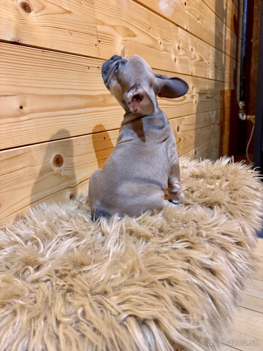 Francúzsky buldoček s PP - 7