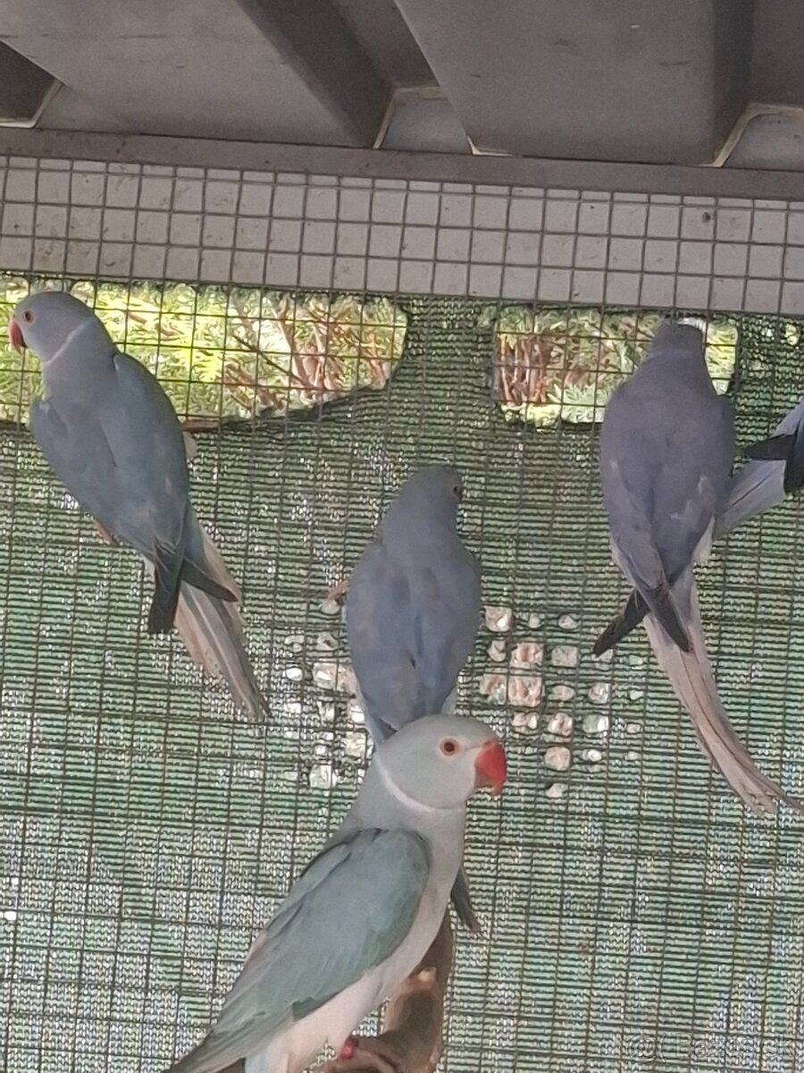 Alexander maly hch - 7