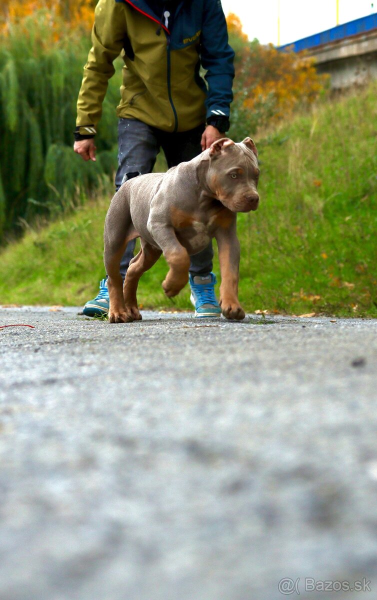 American Bully XL (Pitbull XXL) - 7
