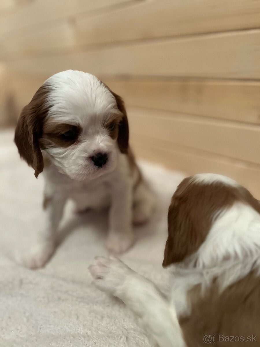 Cavalier King Charles Španiel - 7