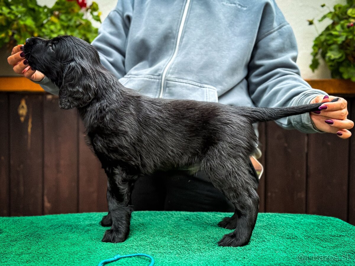 Flat Coated Retriever s PP - 7