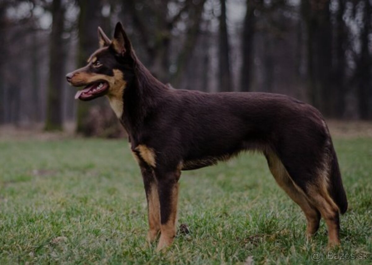 Darujem šteniatka - 7