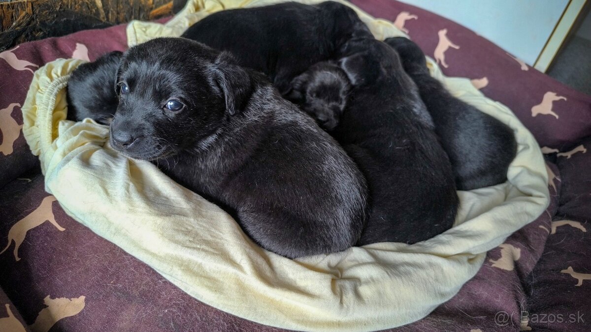 Steniatka Labrador - 7