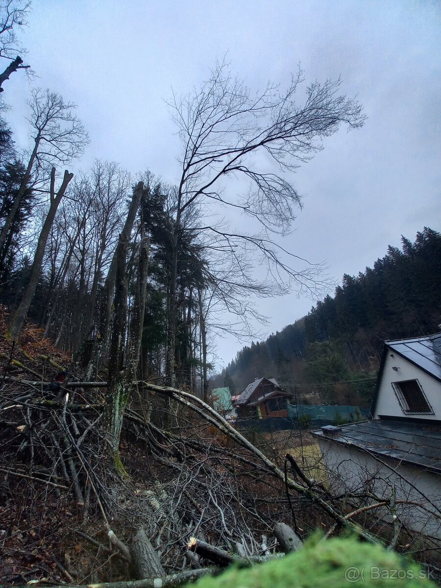 Výrub a opilovanie stromov LACNO A BEZPEČNE - 7