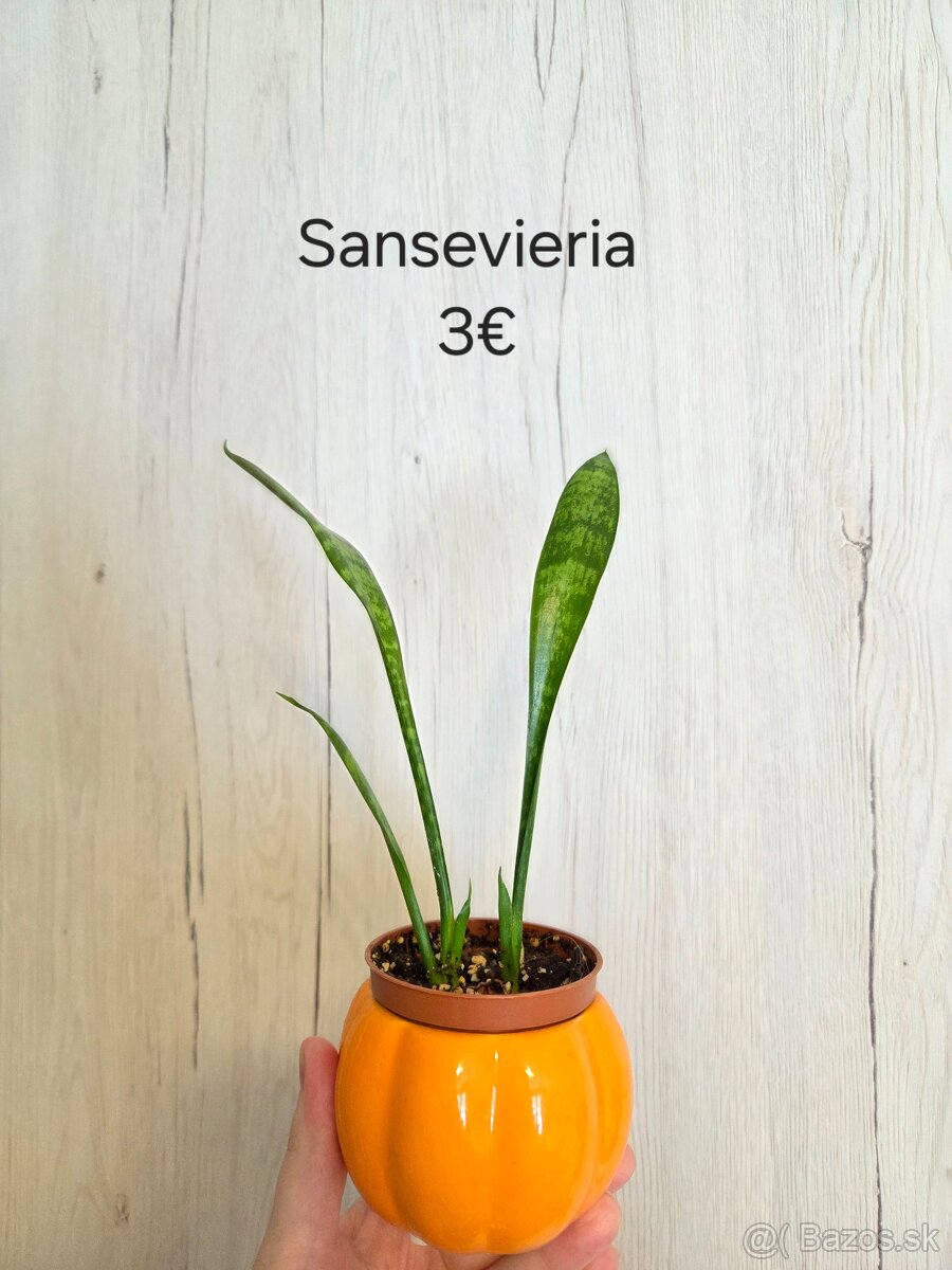 Izbové rastliny nenáročné - 7
