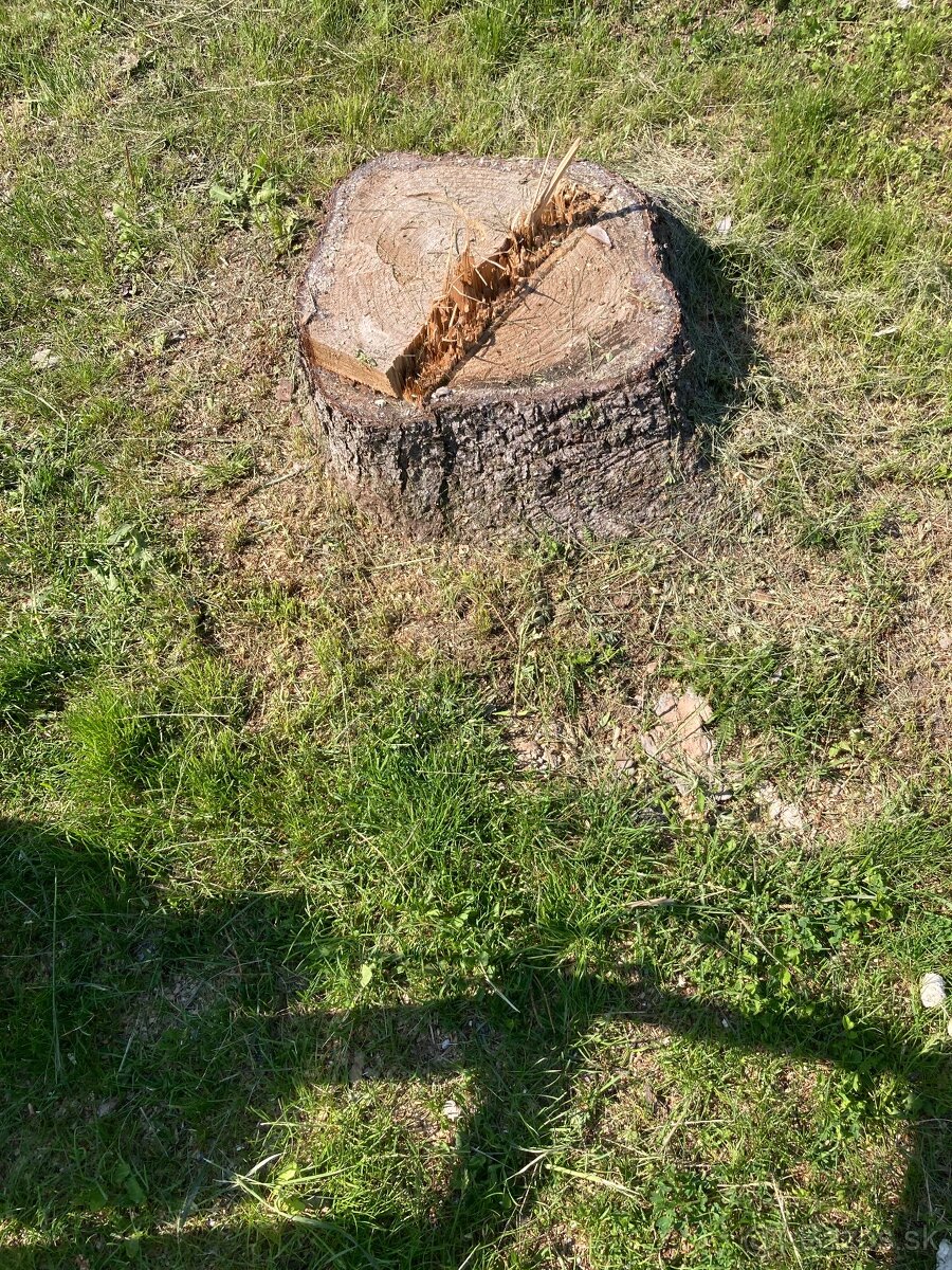 Likvidácia pňov frézovaním - frézovanie pňov - 7