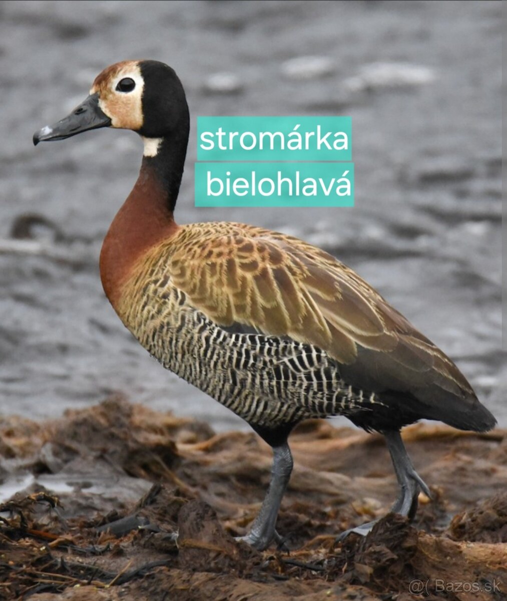 OKRASNÉ VODNÉ VTÁCTVO aktuálne ku dňu 17.10.2025 - 7