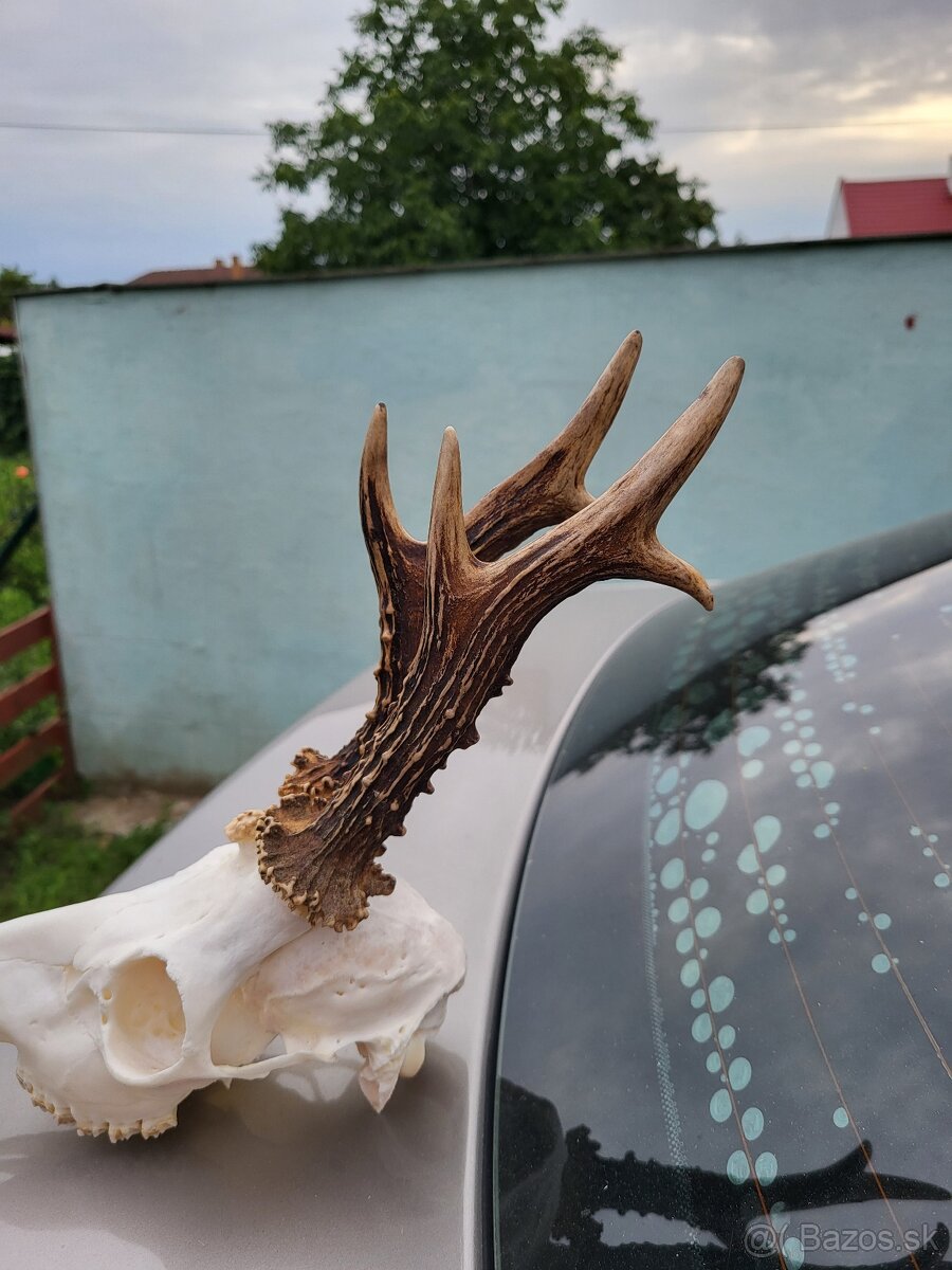 Poľovnícke trofeje - 7