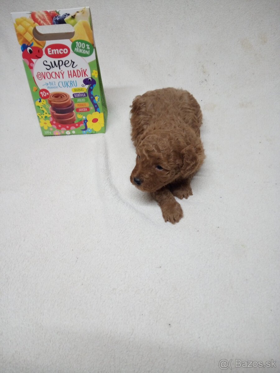 Pudel trpasličí - 7