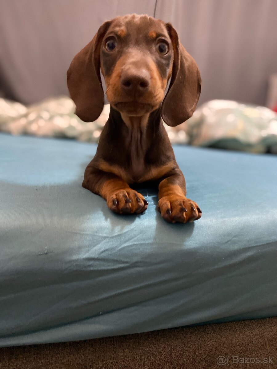 Trpasličí jazvečík - 7