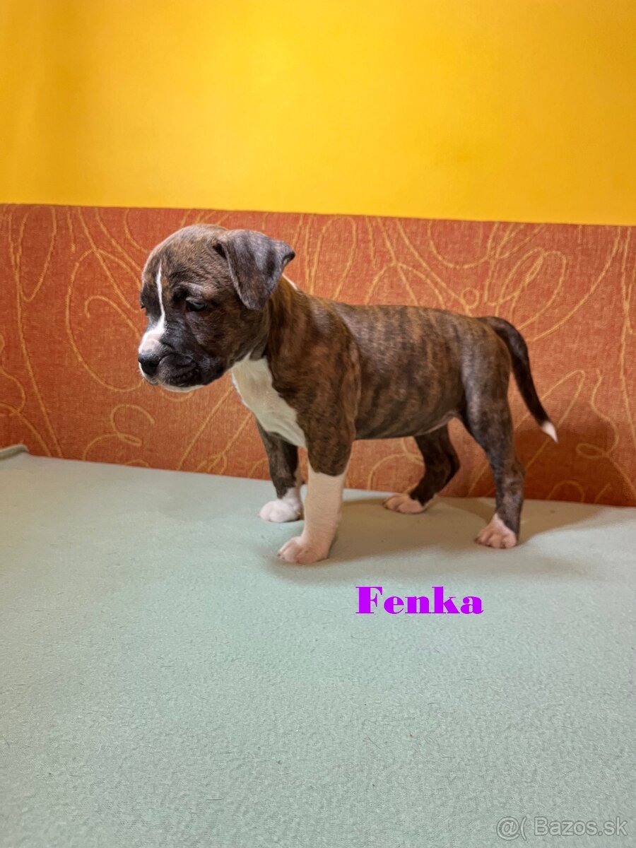 Americky Stafordšírský Terier šteniatka s PP - 7