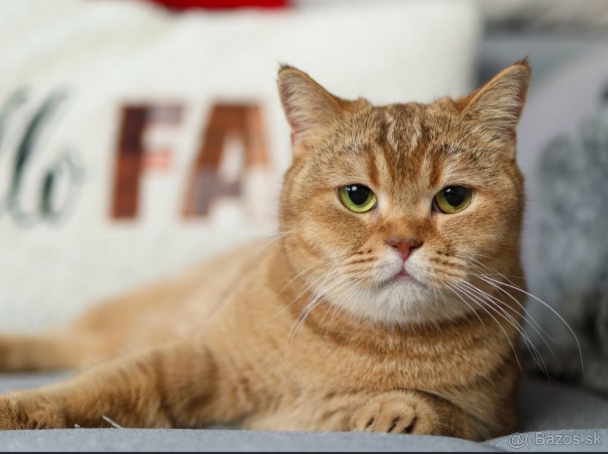 Britská krátkosrstá mačka - 7