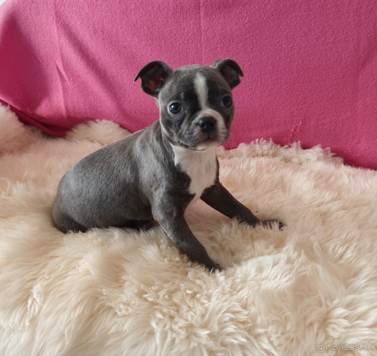 Bostonský teriér Modré šteniatka z PP - 7