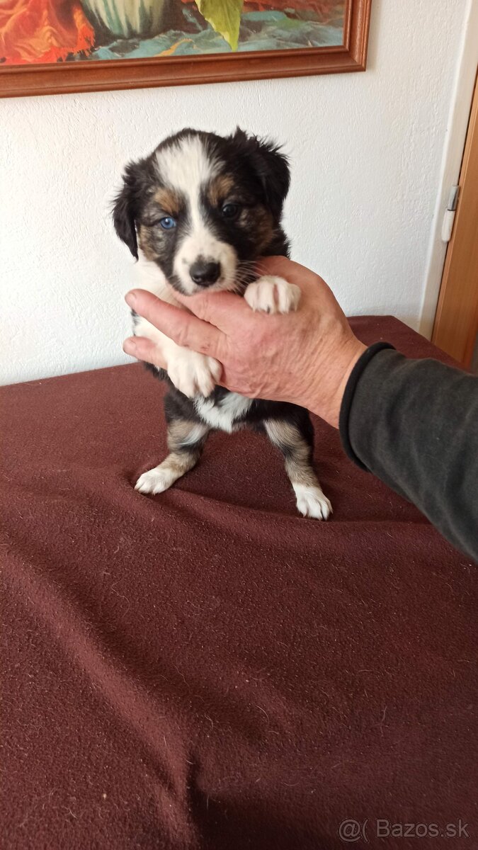 Border kólia trikolór - 7