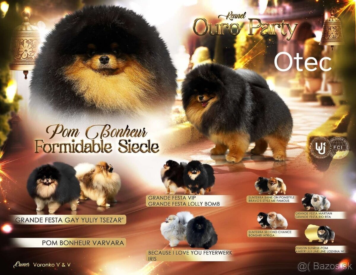 Predám pomeranian fenka - 7