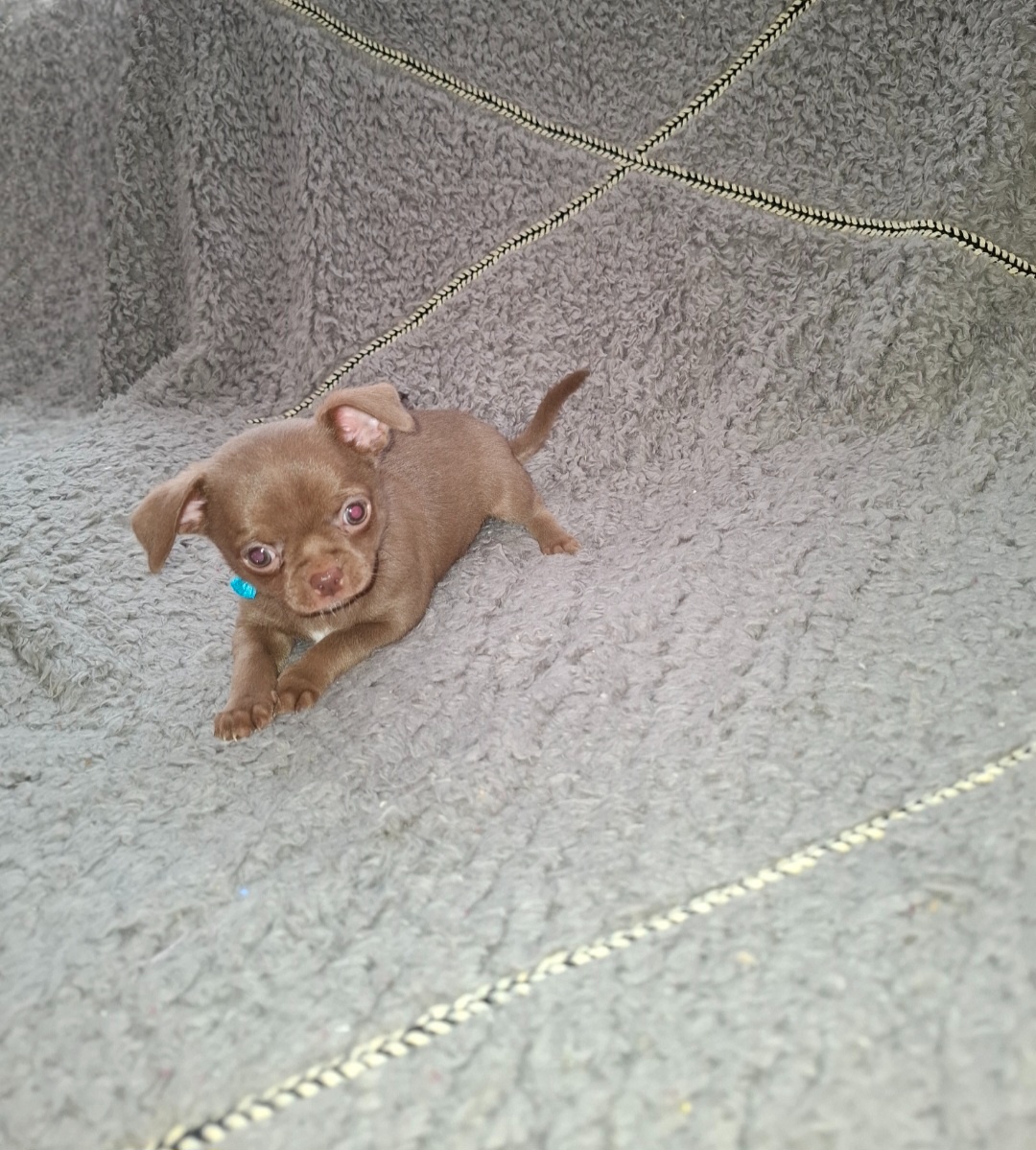 čivava-čokoládové šteniatka - 7