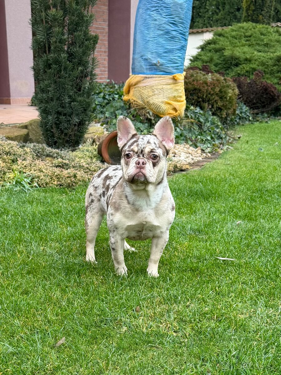 Francuzsky buldoček rojo tan merle fenka - 7
