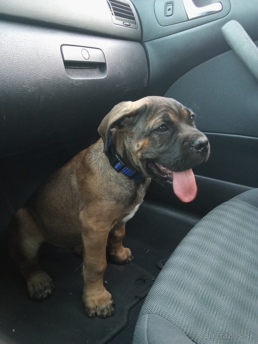 Cane corso na krytie - 7