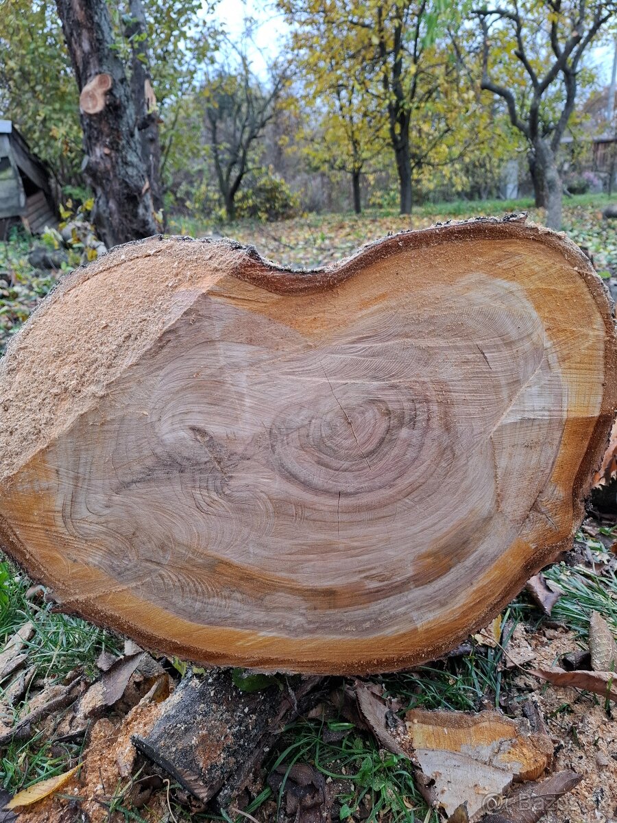 Čerešňove drevo v surovom stave guĺatina - 7