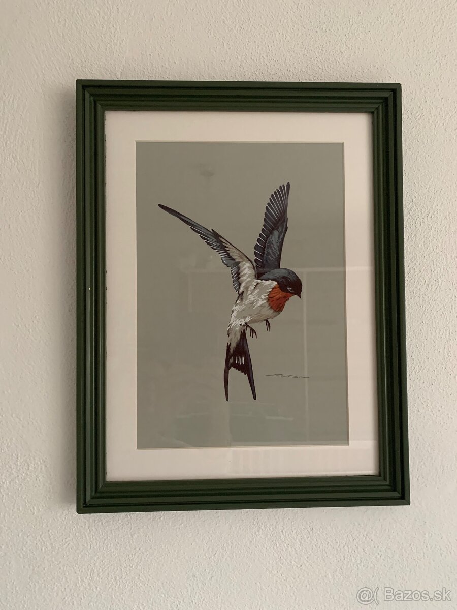 Obrázky lastovičiek, korytnačka - 7