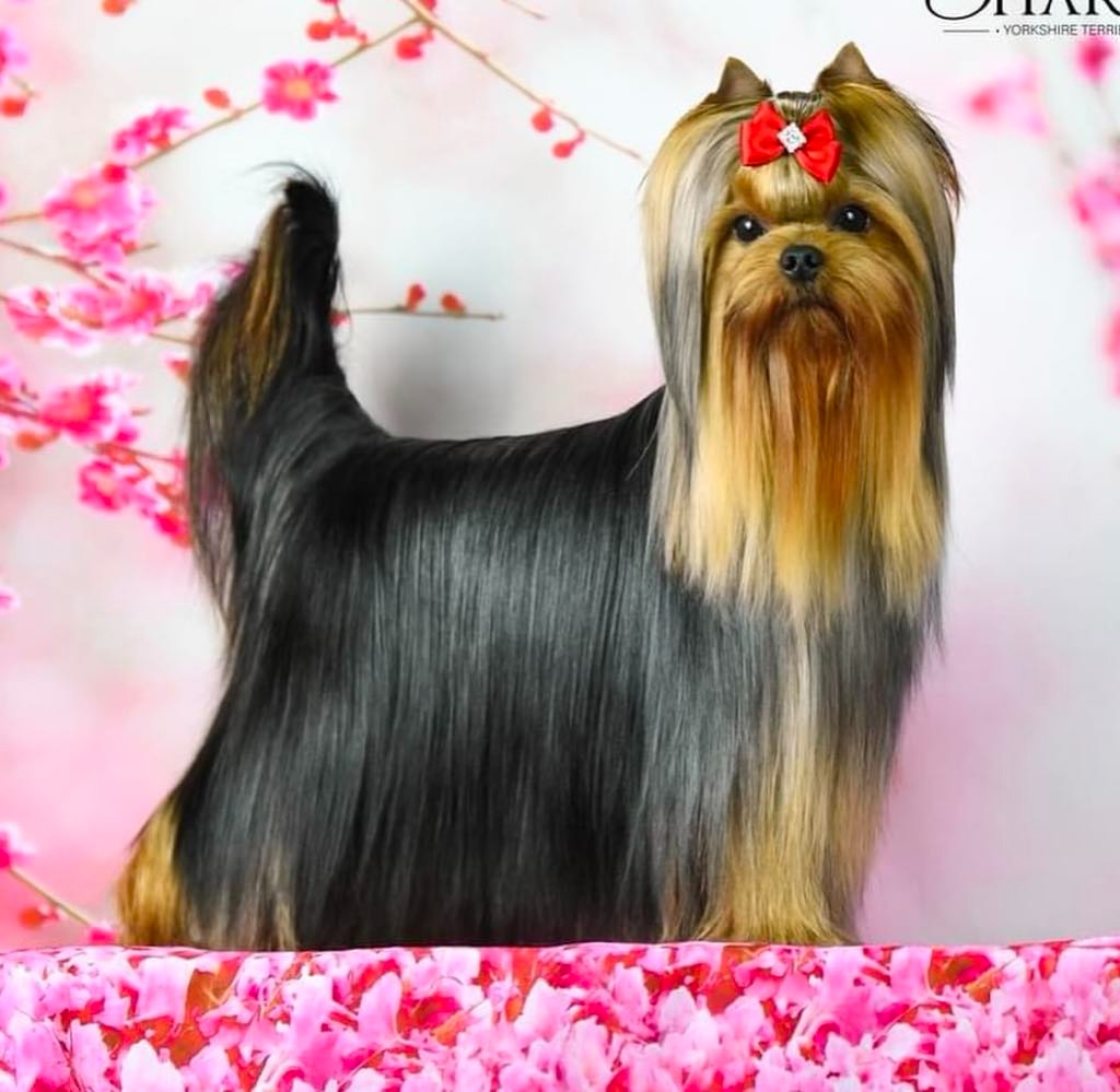 Mini Yorkshirsky Terier - 7