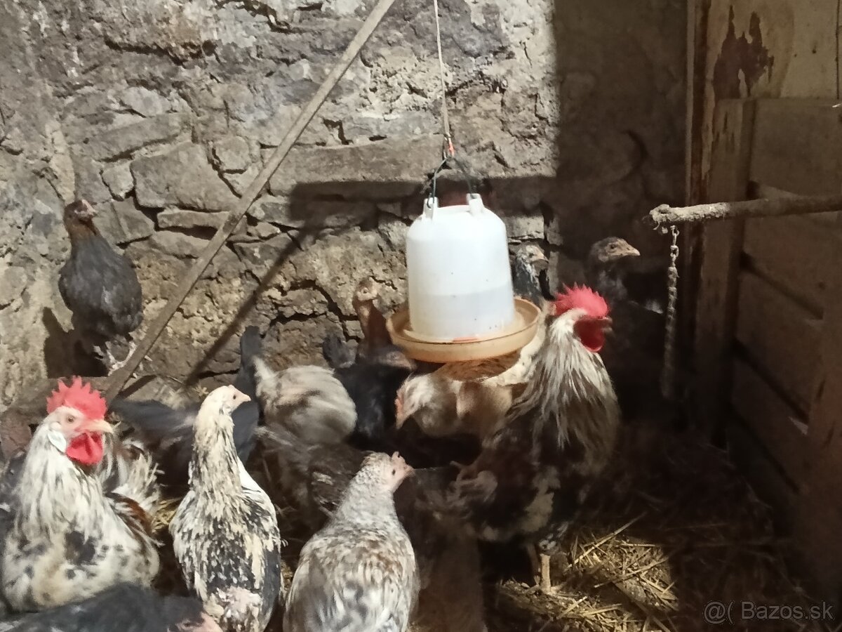 Predám mládky mix - 7