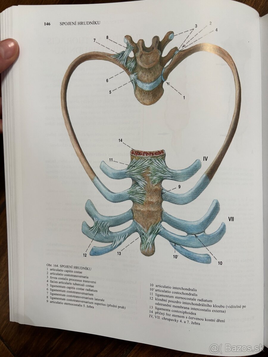 Anatomia Čihák 1,2,3 - 7