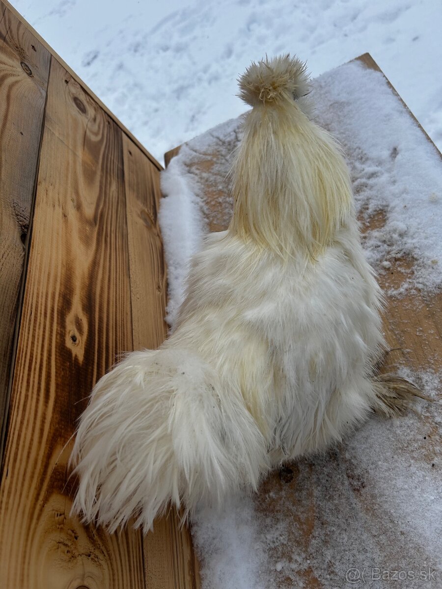 Kohút hodvabničky (Silkie) - 7