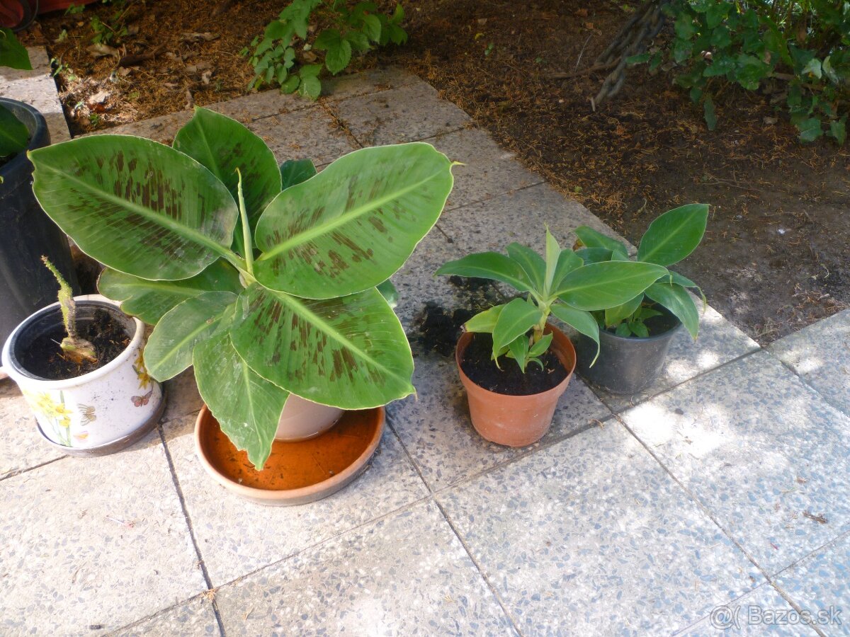 Agáve americká, bananovník - 7