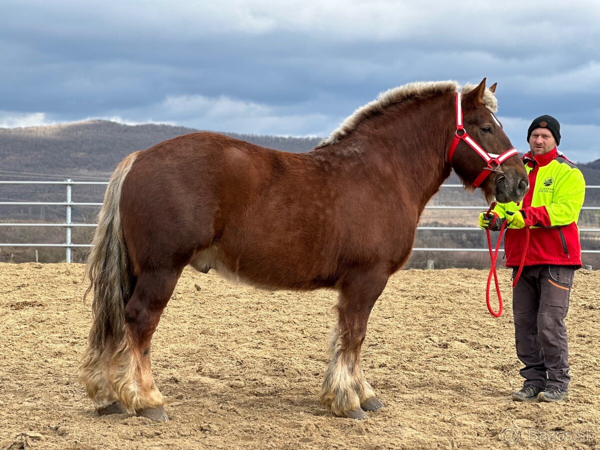 Švédsky ardén valach na predaj - 7