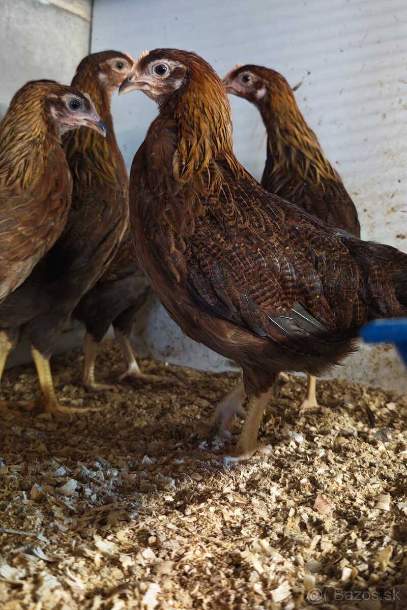 Nosnice, mládky - 7