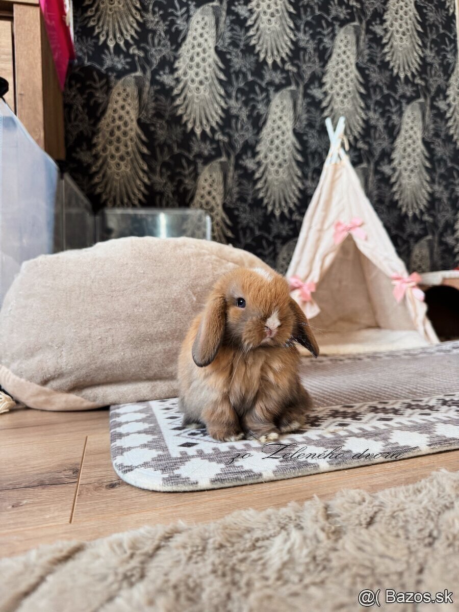 💛🌼 minilop králik 🌼💛🐰 - 7