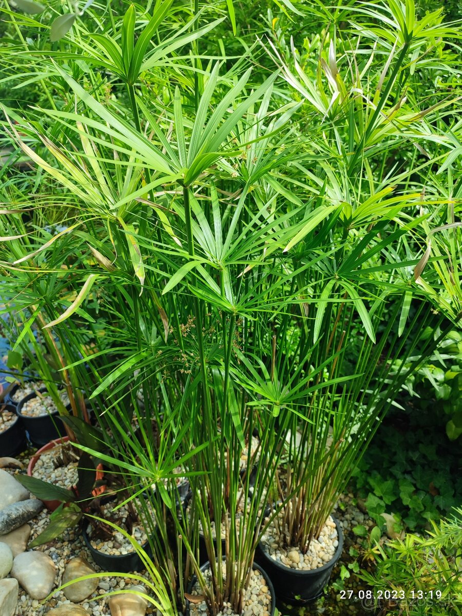 Šachor striedavolistý - Cyperus alternifolius - 7