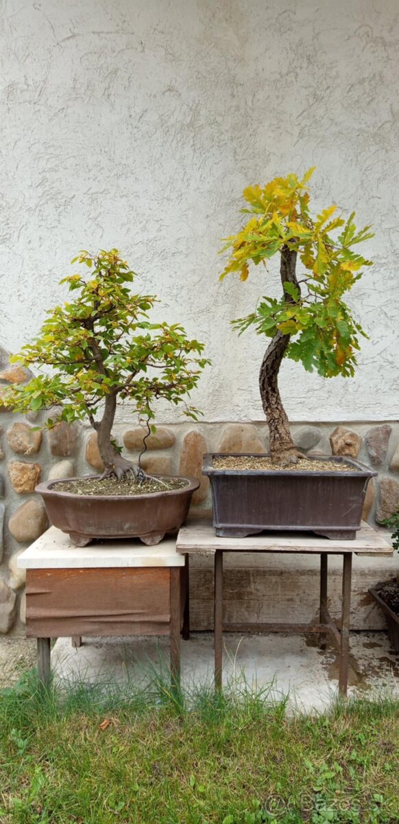 bonsai,bonsaj-DUB 7 - 7