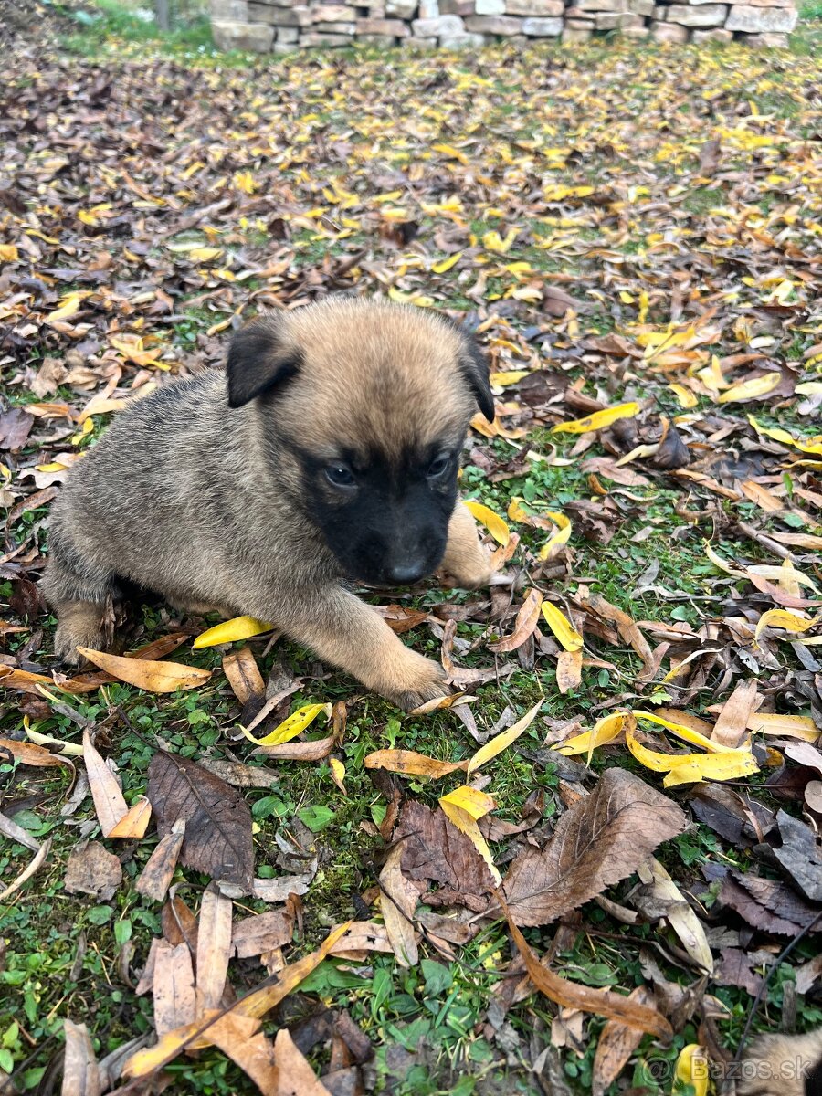 Predám šteniatka - 7