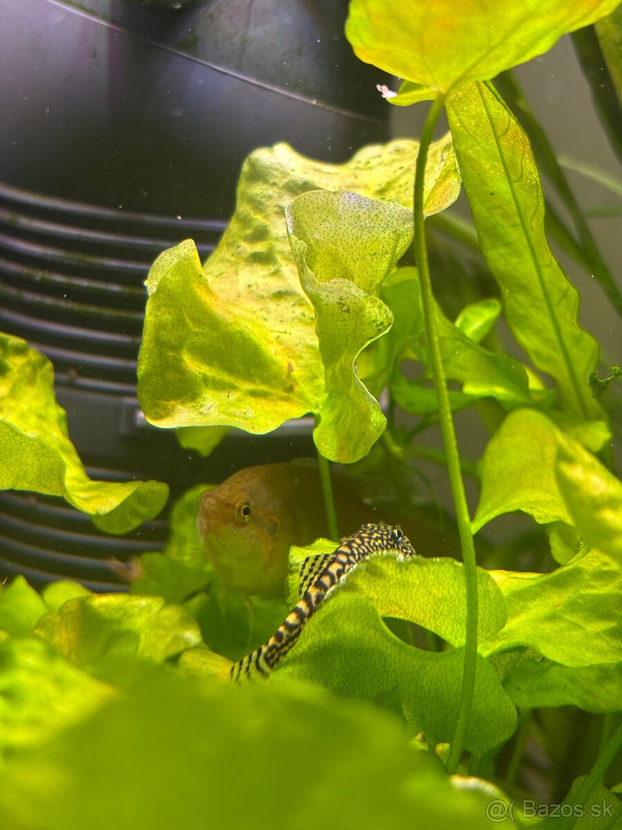 Darujem Bojovnice + Rajovec + Echinodorus red devil - 7